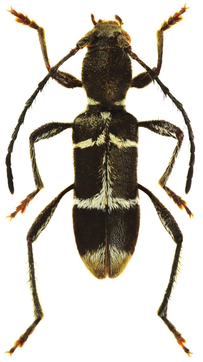 7b 7a Fig. 7. Oligoenoplus marketae sp. nov.: a- female holotype; b- female genitalia and ultimate and penultimate abdominal ventrites. Oligoenoplus jakli sp. nov. (Figs 8-9) Type locality.