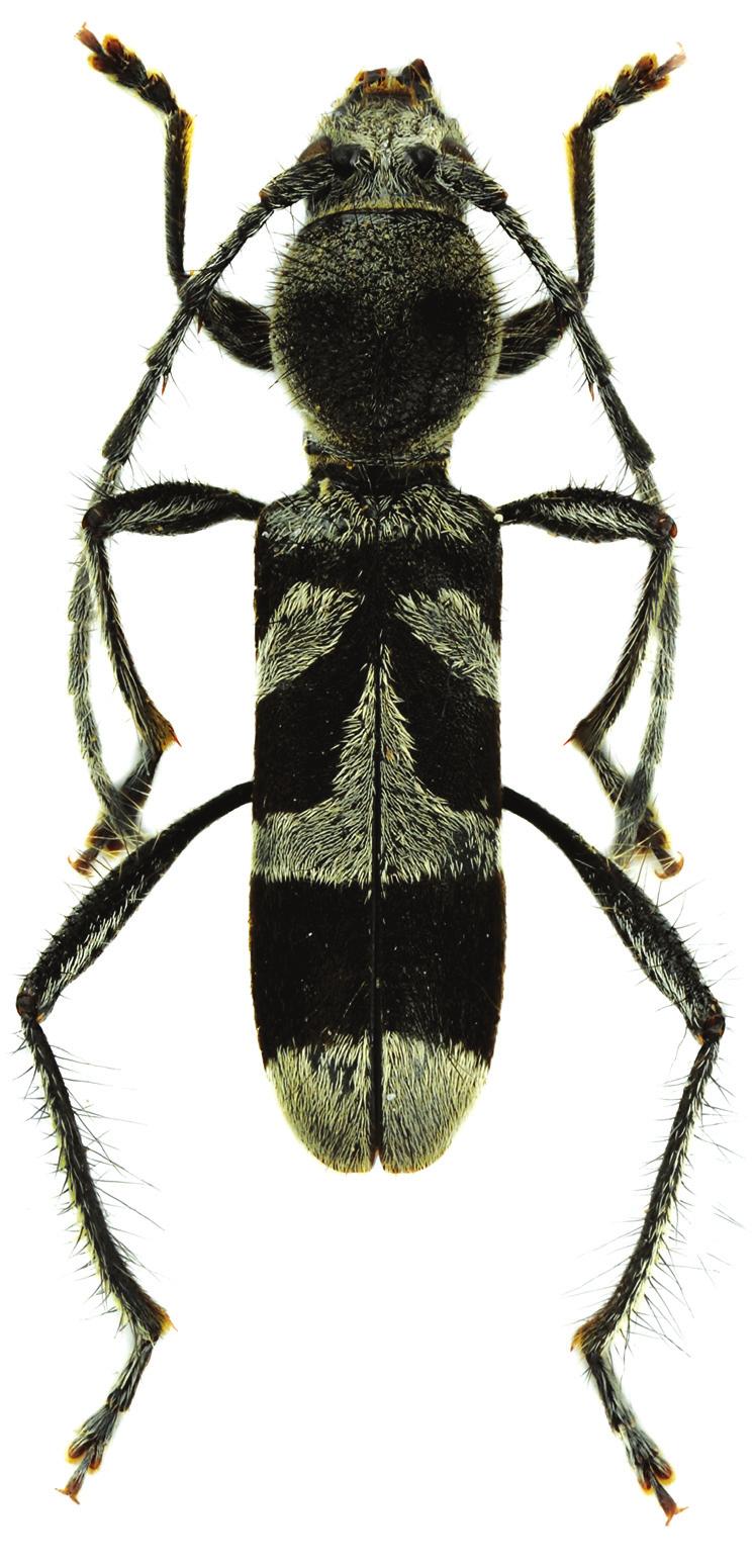 9b 9a Fig. 9. Oligoenoplus jakli sp. nov.: a- female paratype; b- female genitalia and ultimate and penultimate abdominal ventrites. Anterior margin almost straight, posterior margin rounded.