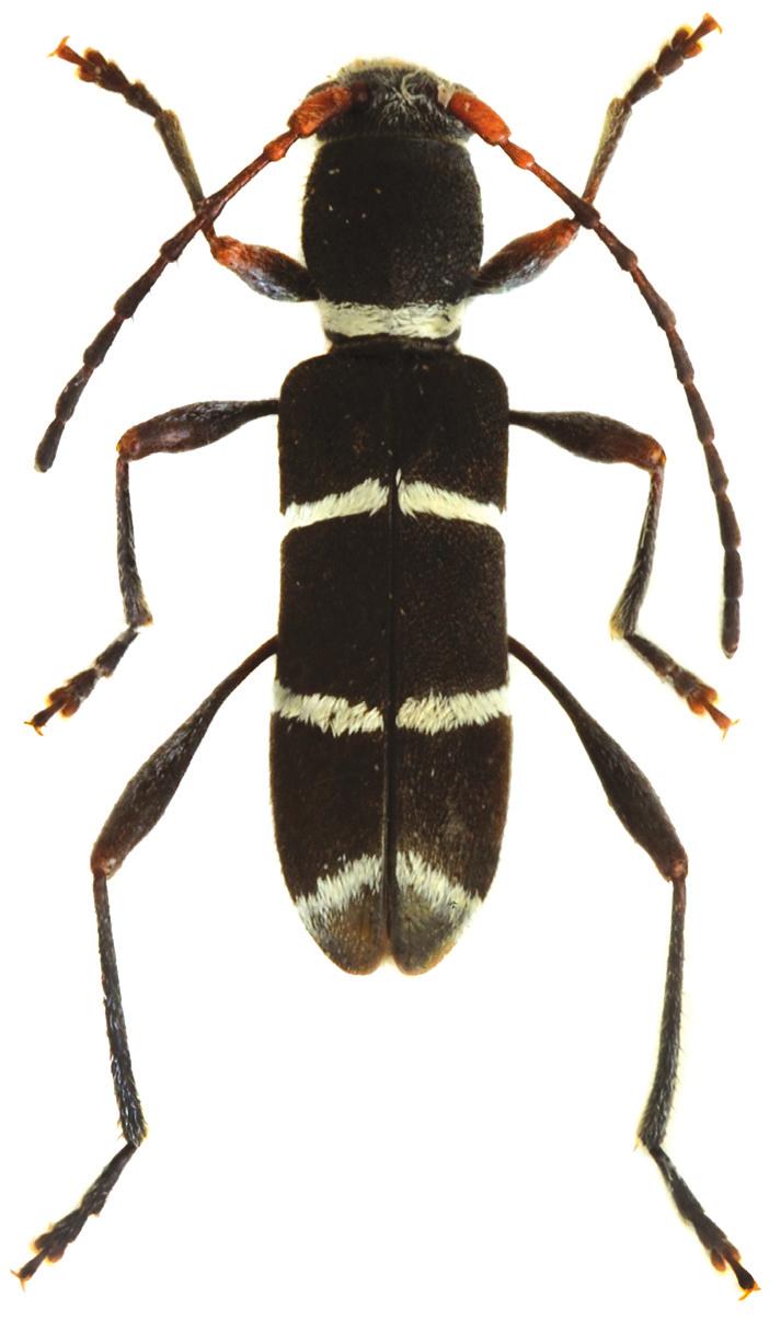 Most similar species from the genus Oligoenoplus Chevrolat, 1863 is Oligoenoplus heteros Dauber, 2006. Oligoenoplus hergovitsi sp. nov. clearly differs from O.