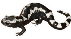 The Marbled Salamander, Ambystoma Opacum Marbled salamanders are black or gray amphibians patterned with white or grayish spots and bars, about 3 5 inches in length.
