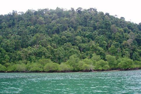 Fig. 7: Coastal forest near Telunas Beach. Fig.