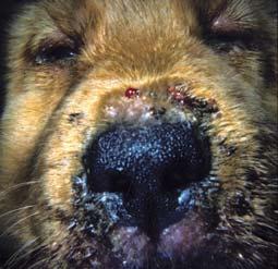 Same dog as in Figures 2 and 3. Multiple deep-seated 11). Note symmetrical swellings of muzzle as well pustules on pinna and external ear canal. as pustules, papules, and draining tracts. to 10 years.