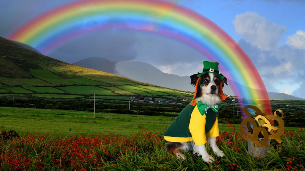 O' BLARNEY OBEDIENCE AND SHAM ROCKIN' RALLY GET YOUR POT O' GOLD...Q'S! TWO ASCA OBEDIENCE AND RALLY TRIALS MARCH 3, 2018 - OBEDIENCE 8:30 A.M.; RALLY IMMEDIATELY FOLLOWING OBEDIENCE MARCH 4, 2018 - RALLY 8:30 A.