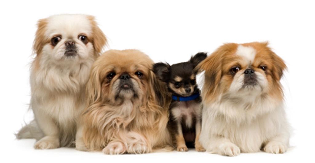 Socializing Your Pekingese Caring for a Pekingese As we mentioned before, Pekingese can be very temperamental if they are not socialized properly as a puppy.