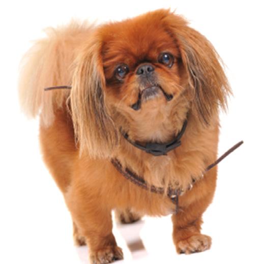 Do dogs. Do attend obedience classes with your older Pekingese before going into play dates with other tug on their leash or yell at them when another dog comes into view.