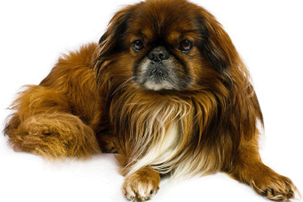 Caring for a Pekingese With any breed, there are common problems that you should watch for.