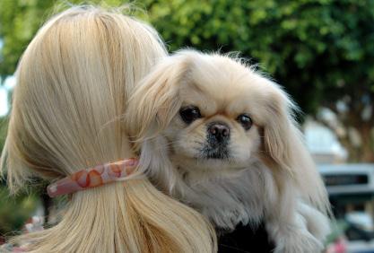Health Caring for a Pekingese Pekes normally live around 12 years, sometimes much longer, depending on their overall health. They are to be an inside dog and not to be kept outside constantly.