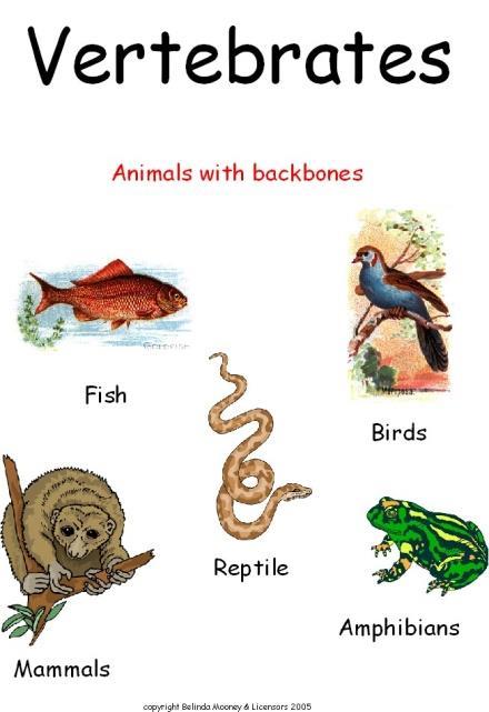 Vertebrate and Invertebrate Animals Compare the