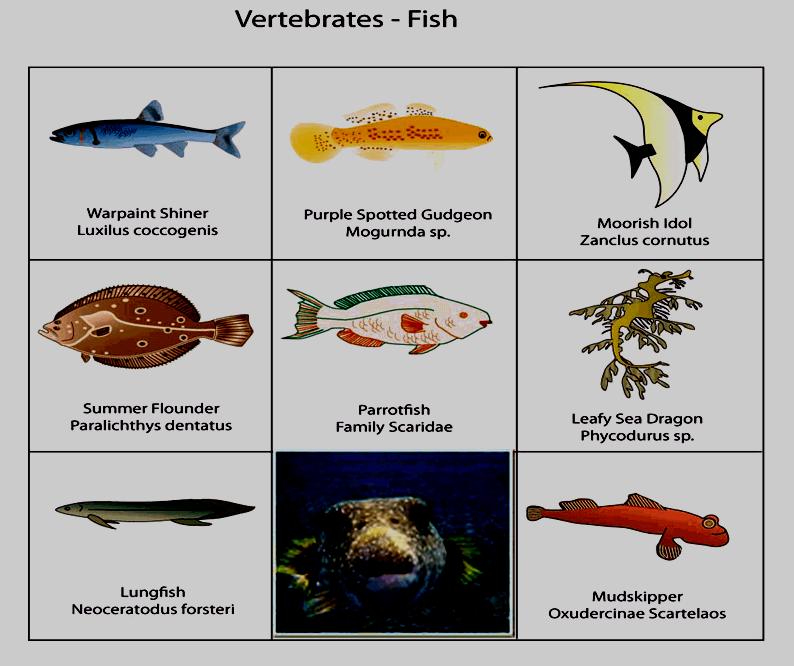 Examples of vertebrates include: Fish cold-blooded (ectothermic) oxygen