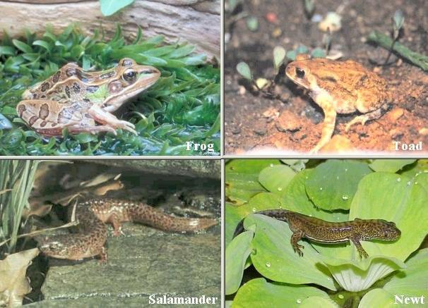Amphibians Cold-blooded (ectothermic) breathe with gills as young and breathe with lungs as adults goes through metamorphosis lay jelly-like eggs EXAMPLES: