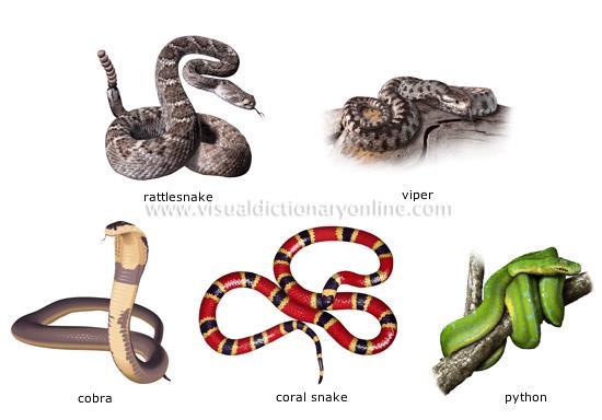 Reptiles cold-blooded (ectothermic) breathe with lungs most lay eggs, although in some the eggs