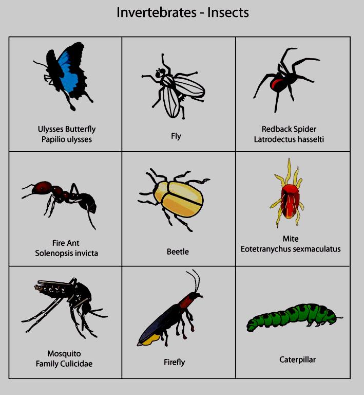 Invertebrates comprise the remaining phyla of the Animal Kingdom.