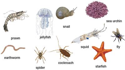 Invertebrates share certain characteristics: They do not have backbones