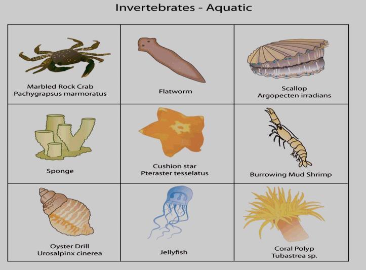 Examples of invertebrates include: Sponges Very simple animals with many pores (holes)