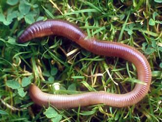 Segmented Worms Long tube-like