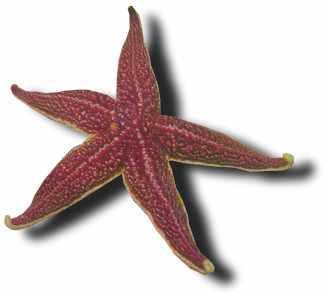 Echinoderms Have