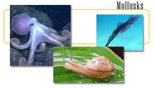 Mollusks Soft bodies Thick muscular foot for movement
