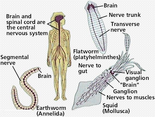 They have a nervous system