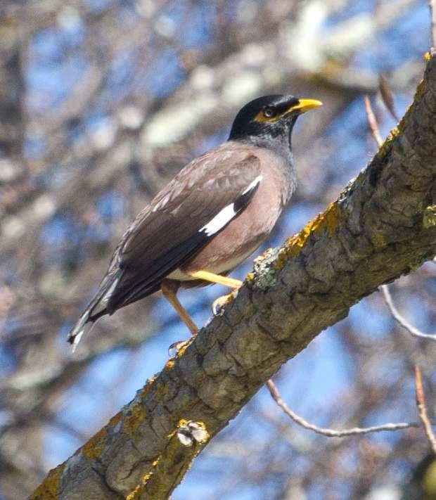 Yarra Indian Myna Action Group
