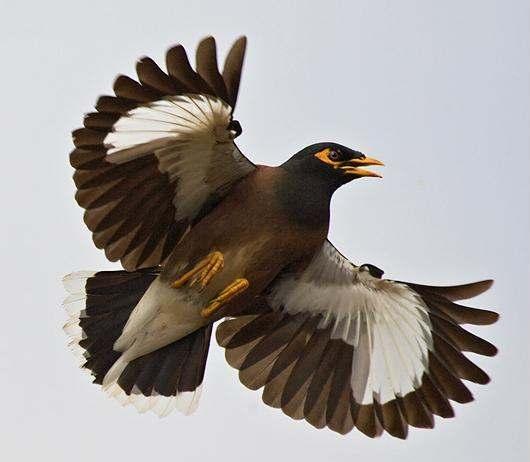 Introduction The Yarra Indian Myna Action Group (YIMAG) was established with the aim to reduce the impact of the Indian myna on our native birds and wildlife.