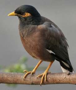 Introduction to the Indian Myna In Australia the Indian mynas thrive in habitats created by humans, such as urban, industrial and agricultural areas and areas of open woodland.