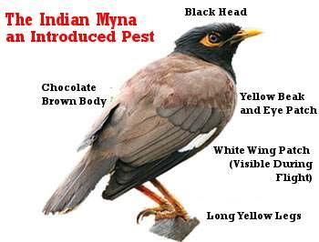 Identification Of the Indian Myna: Introduced verses Native Both Birds have yellow beaks