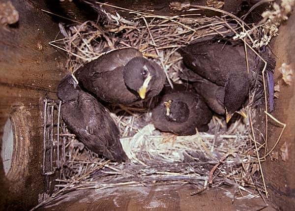 Stopping The Invasion Mynas thrive where there is easy access to food: Seed for native birds will attract Indian Mynas and they will quickly dominate your garden.