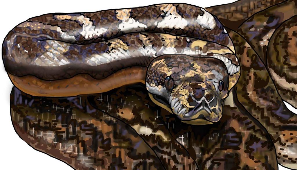This is a carpet python. They can grow very long here.