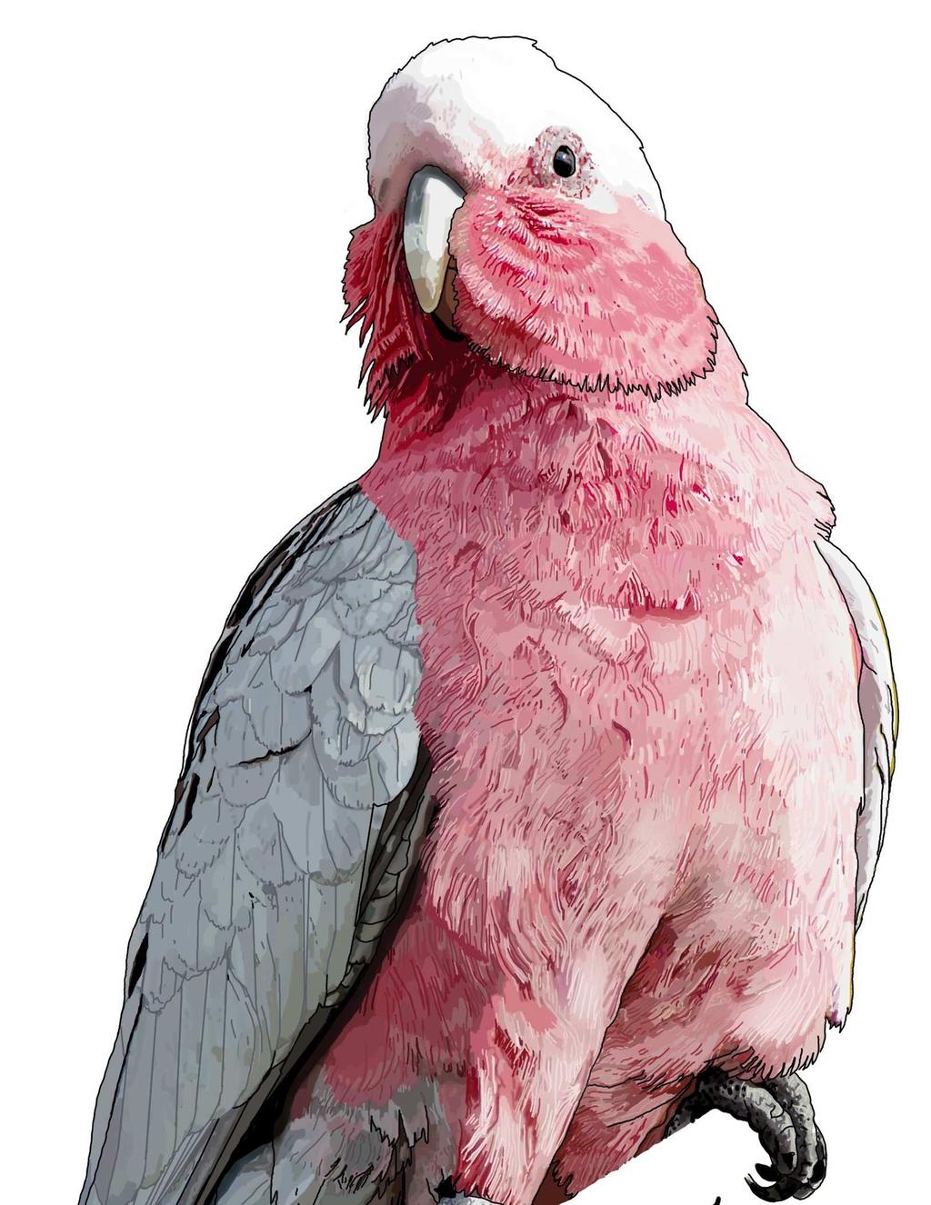 This is a galah.