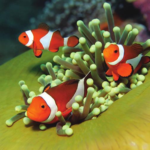 CLOWNFISH Visit Area: NEMO S CAVE Clownfish are brightly coloured fish that live in warm shallow water.
