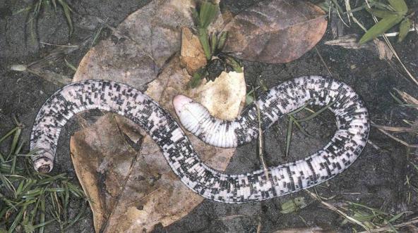 Amphisbaenia: Limbless Lizards Distinct from snakes.