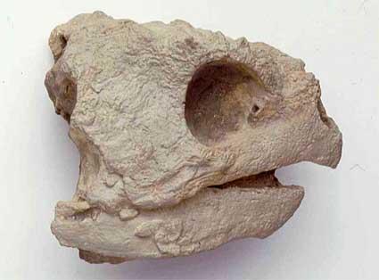 Skull of the primitive turtle Proganochyles.