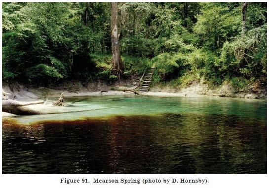 Middle Suwannee River Springs Restoration Plan 51 ft. (15.5 m) southeast to northwest. The largest spring vent is southernmost, where a cavern opens beneath a limestone shelf.
