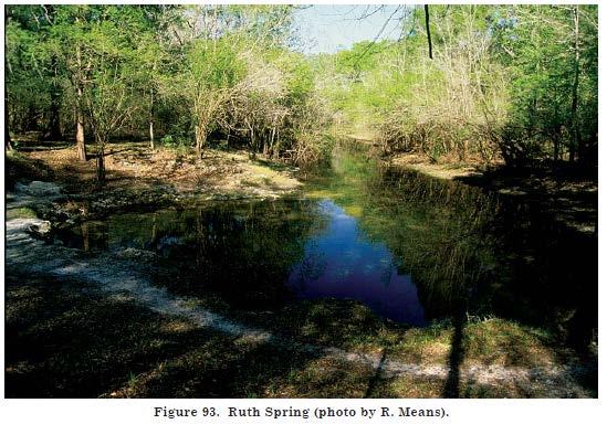 Middle Suwannee River Springs Restoration Plan 2002, the spring had a short run with steep sandy banks. It flowed approximately 125 ft. (38.1 m) northeast into a siphon.