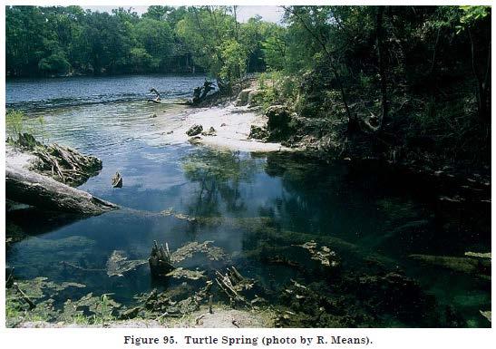 2.2.7 Turtle Spring Middle Suwannee River Springs Restoration Plan Turtle Spring (Figure 18) is located 8-miles (13 km) southeast of Branford on the west side of the Suwannee River.