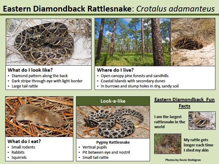 Volume 35, No. 1 Page 11 Check out the facts on the eastern diamondback below-informational sheet created by Beth Schlimm Recent Publications Jacobson, E.R., M.B. Brown, L.D. Wendland, D.R. Brown, P.