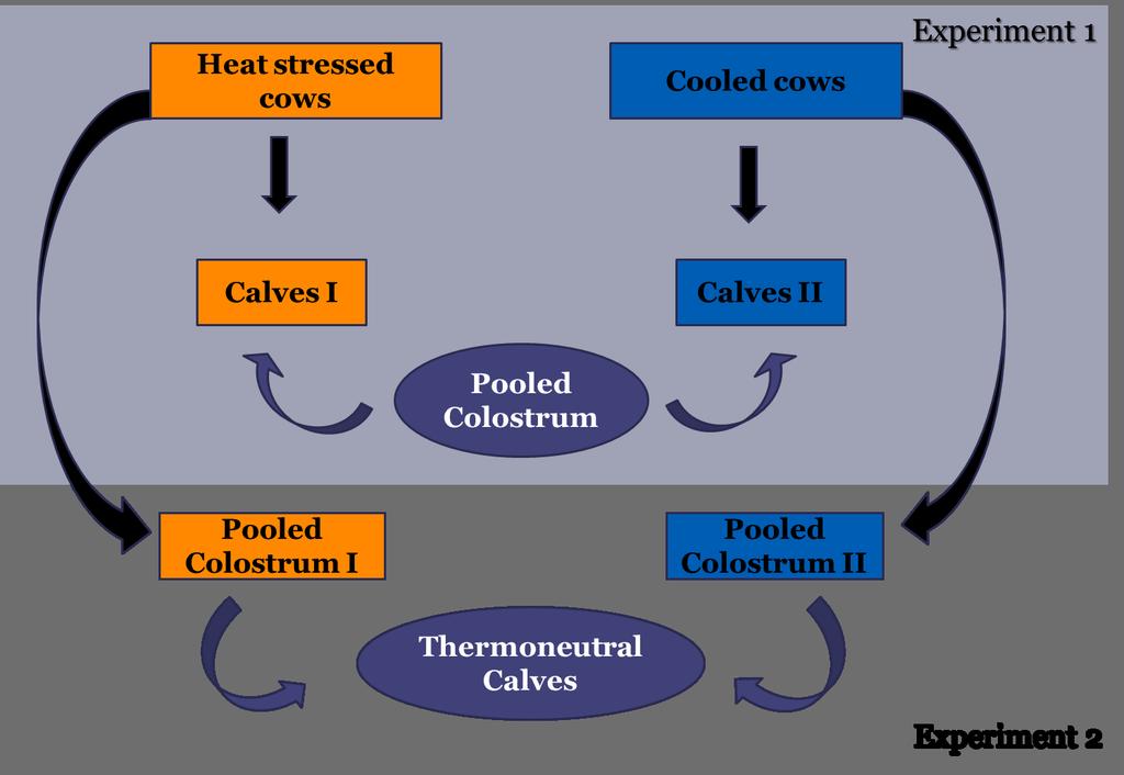 Why Does Affect AEA? Calf or Colostrum Effect?