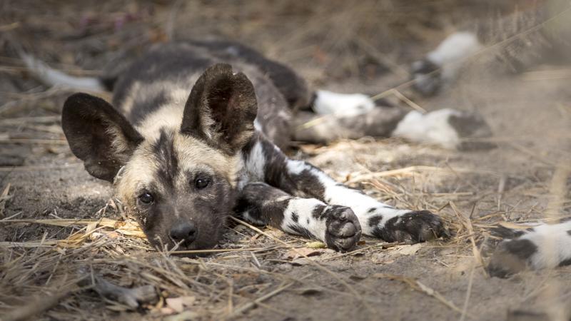 Dogs and dens Article by Iska Meyer-Wendecker We have been lucky enough to have a pack of painted wolves denning close to our lodges for the second year in a row.