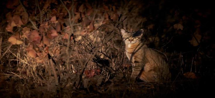 As special is a sighting of an African wild cat (Felis lybica) which had, until this month, eluded me completely throughout my bush career.