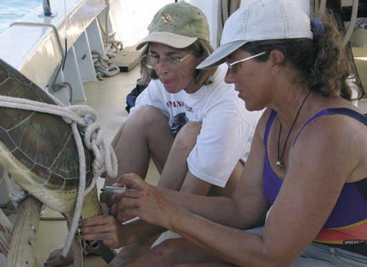 teams of snorkelers and taken aboard a research vessel for study. Between 1992 and 2003, 448 sets were made with the net at 40 sites representing the various suitable marine habitats around Bermuda.