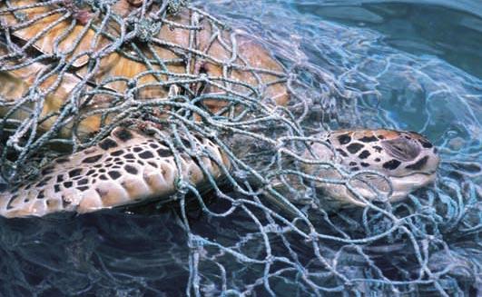 Photo 5.14. Green turtle entangled in cargo netting, BAMZ Sea Turtle Stranding and Salvage Network (Photo J. Gray). 5.7. Direct Use of Marine Turtles in Bermuda 5.7.1. Overview The degree of protective legislation afforded turtles in Bermuda has been progressive.