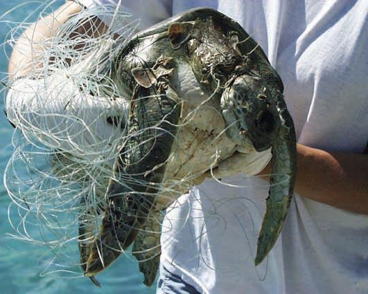 The act protected all turtles of less the 18 breadth or diameter in any bay, harbour, sound or at sea to a distance of five leagues around the island.