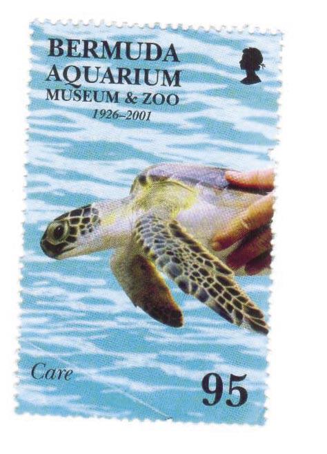 5.8.3. Aquaria Holding Captive Turtles There are three places in Bermuda where green turtles are held in captivity. 1.