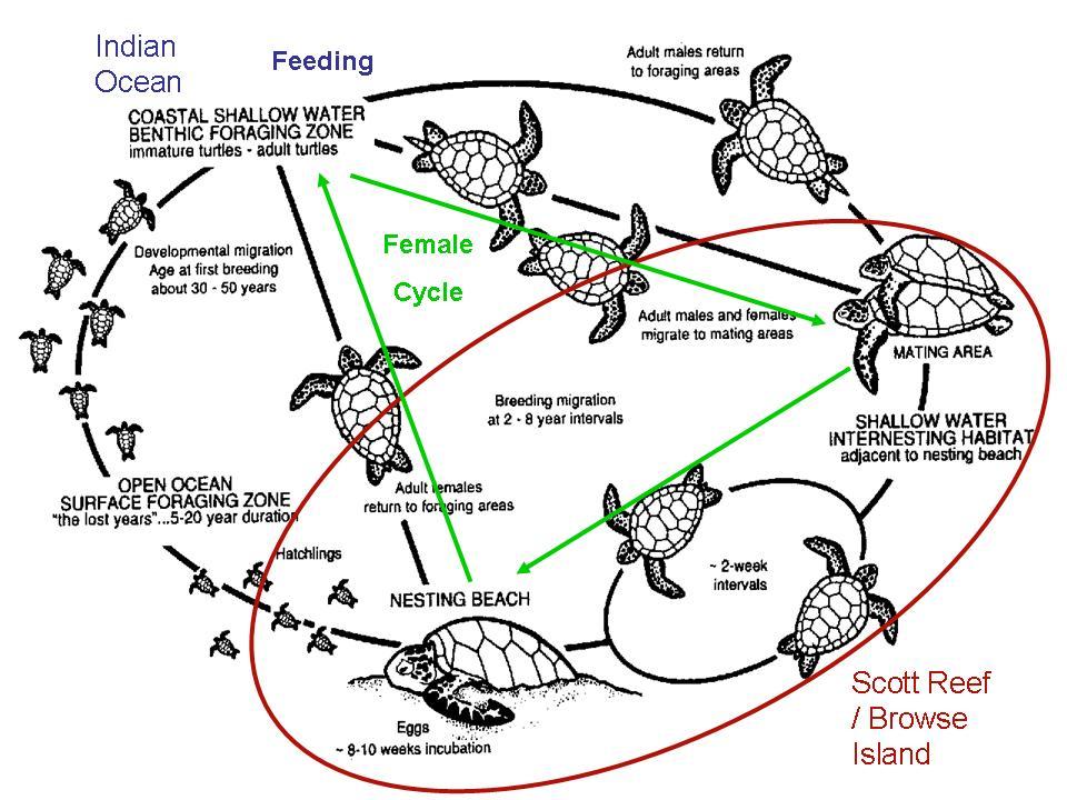 Source Miller 1997 Figure 1 2: Generalised life cycle of marine turtles showing the female cycle of 2 to 8 years (green), the inter nesting cycle of 8 to 16 days, the activities on Scott Reef (red)