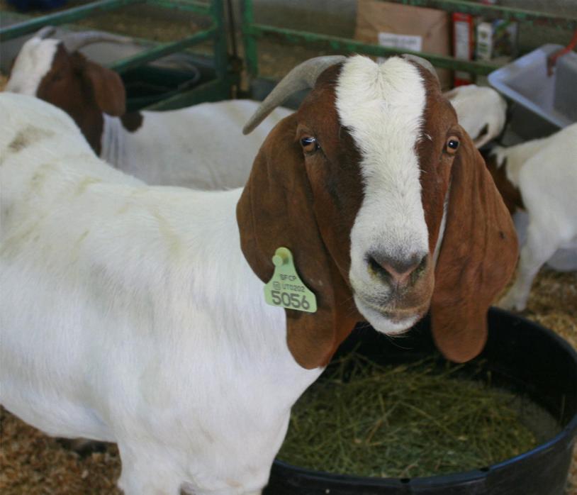 Utah State University Market Goat First Aid, Basic Care, and Common Diseases in Show Goats Instructions: Print this page on cardstock, and laminate it to ensure resilience over time and to allow a