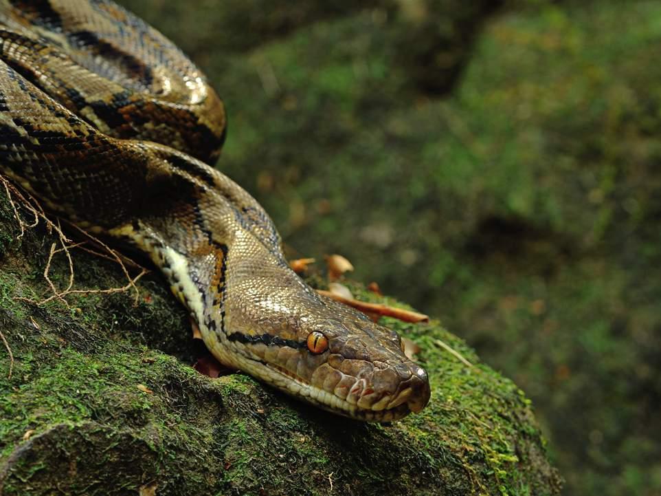 Pythons Like to Bath Being the large, heavy-bodied snakes that they are, Pythons like to spend a great deal of #me submerging themselves in water, as water as denser medium than air, supports them.