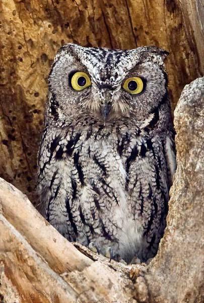 Western Screech-Owl Megascops kennicottii One of the most common owls in low elevation woodlands and deserts Small
