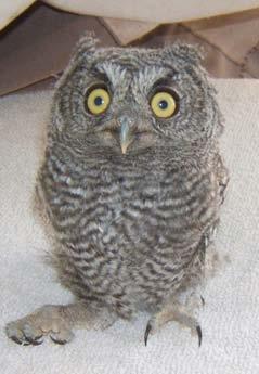 Western Screech-Owl Risk Index Very Low Very low risk of electrocution, but it has occurred.