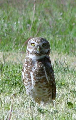Burrowing Owl Athene cunicularia Ground dwelling Length 8 10 in. Weight ~5 oz.