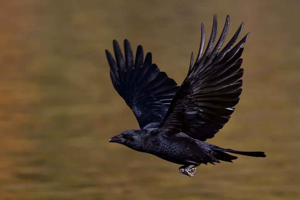 Common Raven Corvus Corax Large, black, and majestic Length up to 27, weight 1-1/2 to 3 pounds Adults glossy black with long pointed wings, wedge-shaped tail, throat with elongated feathers commonly